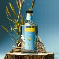 Gin Scene 1 sq